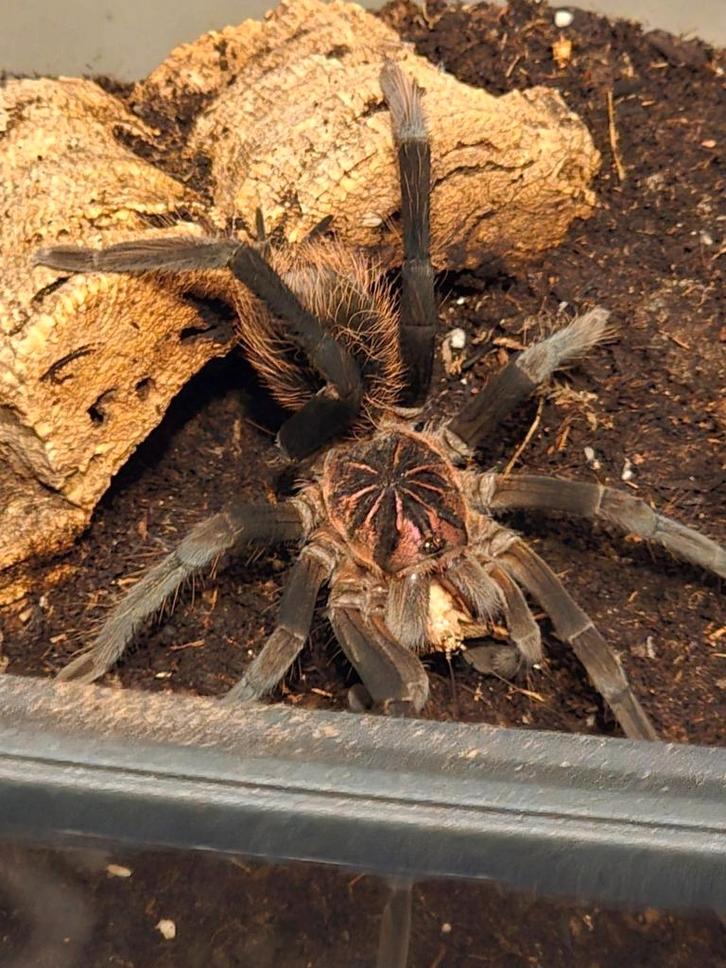 Tarantula, Vogelspin, Geleedpotige, Blondi, Xenesthis, Dieren en Toebehoren, Insecten en Spinnen