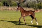Zilverappelvos hengstveulen (Total Diamond x Lord Sinclair), Dieren en Toebehoren, Paarden, Niet van toepassing, Dressuurpaard