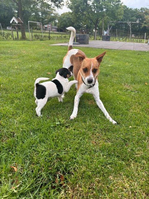 Lieve Boerenfox-pups op zoek naar een warm thuis, Dieren en Toebehoren, Honden | Niet-rashonden, Meerdere dieren, Particulier