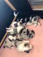 Australian shepherd pups, Dieren en Toebehoren, 8 tot 15 weken, Meerdere, Meerdere dieren, Herder