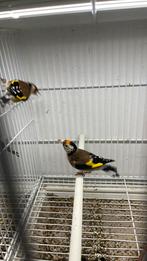 koppel bloemputters 2025, Dieren en Toebehoren, Meerdere dieren