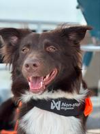Australian shepherd puppys, Dieren en Toebehoren, Overige rassen, CDV (hondenziekte), 8 tot 15 weken, Meerdere