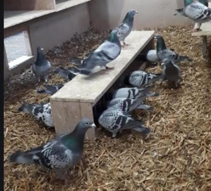 ERWTENSTRO VOOR DUIVEN te koop bij Stouten, Dieren en Toebehoren, Vogels | Toebehoren, Nieuw, Zand en Verzorging, Ophalen of Verzenden