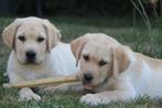 Lieve labrador pups met FCI Stamboom, Nederland, CDV (hondenziekte), 8 tot 15 weken, Labrador retriever