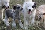 Chiot laika de iakoutie, België, Rabiës (hondsdolheid), 8 tot 15 weken, Poolhond