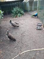 Pauwen, Dieren en Toebehoren, Pluimvee