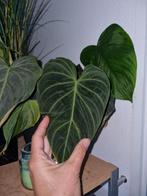 philodendron splendid stek, Huis en Inrichting, Kamerplanten, Ophalen of Verzenden, Halfschaduw, Minder dan 100 cm