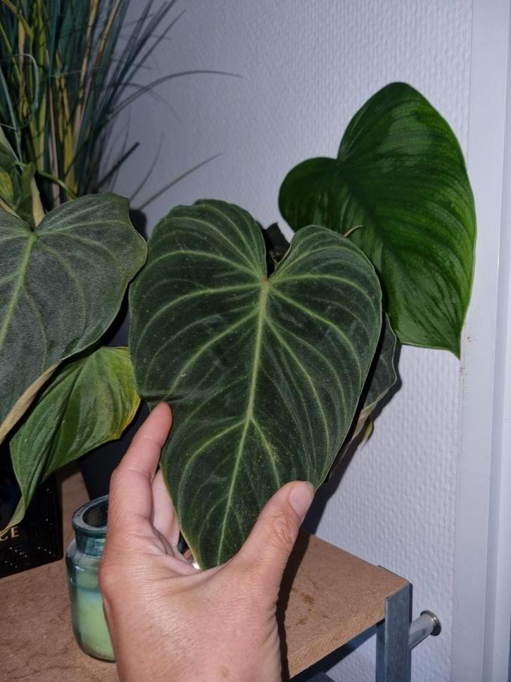 philodendron splendid stek, Huis en Inrichting, Kamerplanten, Minder dan 100 cm, Halfschaduw, Ophalen of Verzenden