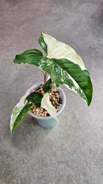 Syngonium Albo Variegata #9, Huis en Inrichting, Kamerplanten, Ophalen of Verzenden, Overige soorten, Minder dan 100 cm