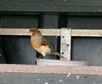 Kanariemannen, Dieren en Toebehoren, Vogels | Kanaries, Meerdere dieren, Kleurkanarie