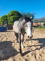 2 jarige welshe ruin wordt een B/C pony, Gechipt, Ruin, 0 tot 2 jaar, Onbeleerd