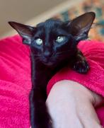 Oosterse korthaar! Ebony (zwart) kittens  met stamboom, Kater, Gechipt, 0 tot 2 jaar