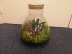 Gesloten Ecosysteem met Planten in Glazen Pot, Overige soorten, Minder dan 100 cm, Ophalen of Verzenden, Halfschaduw