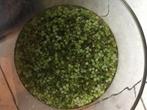 Drijfplantjes, salvinia minima, Dieren en Toebehoren, Vissen | Aquaria en Toebehoren, Ophalen of Verzenden, Nieuw, Plant(en), Steen of Hout