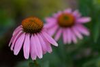 Zaden rode zonnehoed (Echinacae purpurea “Magnus”), Ophalen of Verzenden, Voorjaar, Zaad, Volle zon