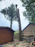 Bomen verwijderen/Kappen/Snoeien JJ Bomen
