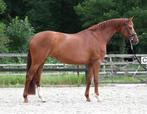 Talentvolle 4 jarige merrie, Merrie, B, Gechipt, Dressuurpaard