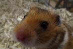 Goudhamsters hamster hamsters, Meerdere dieren, Hamster, Tam