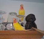 Dwergpapegaaien  te koop, Dieren en Toebehoren, Vogels | Parkieten en Papegaaien, Vrouwelijk, Dwergpapegaai of Agapornis, Tam