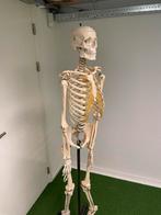 Skelet van plastic ongeveer 1,8 meter, Sport en Fitness, Gezondheidsproducten en Wellness, Gebruikt, Ophalen of Verzenden