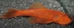 Ancistrus super red ca 5 cm - Koidream Valburg, Dieren en Toebehoren, Vis, Zoetwatervis