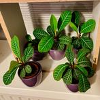 Euphorbia Leuconeura | Madagascar Jewel, Huis en Inrichting, Kamerplanten, Ophalen, Overige soorten, Halfschaduw, Minder dan 100 cm