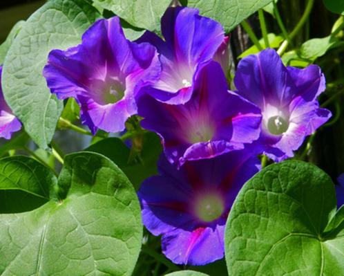 Ipomoea driekleurig Blauwe Ster, Tuin en Terras, Bloembollen en Zaden, Zaad, Voorjaar, Volle zon, Ophalen of Verzenden