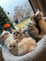 Britse lang- en korthaar, Meerdere dieren, Ontwormd, 0 tot 2 jaar