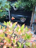 Gietijzeren tuinbank, stadsbank., Tuin en Terras, Ophalen, Overige materialen, 3 zitplaatsen, Zo goed als nieuw