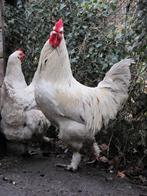 GEZOCHT witte marans haan, Dieren en Toebehoren, Pluimvee, Mannelijk, Kip