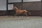 1.5 jarige goedbewegende  One Million merrie, Dieren en Toebehoren, Paarden, Merrie, Dressuurpaard, 0 tot 2 jaar, Onbeleerd