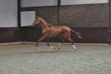1.5 jarige goedbewegende  One Million merrie beschikbaar voor biedingen
