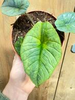 Alocasia platinum variegata plant aurea yellow lemon mint, Huis en Inrichting, Kamerplanten, Ophalen of Verzenden, Halfschaduw