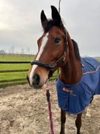 Prachtige 10 jarige KWPN merrie, Dieren en Toebehoren, Paarden, Merrie, Recreatiepaard