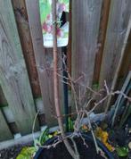 Actinidia arguta Kiwibes (rood) in pot, Ophalen, Overige soorten, In pot, Halfschaduw