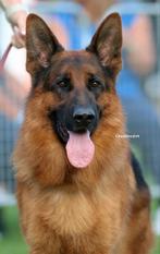 Duitse herder dekreu HD ED vrij IGP2 kkl, Dieren en Toebehoren, Rabiës (hondsdolheid), Reu, 1 tot 2 jaar, Meerdere