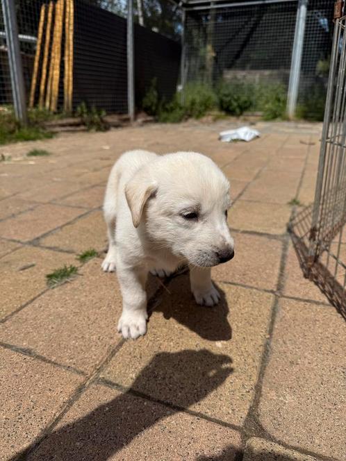 Turkse herdershonden (Akbas) - 11 weken oud - teefje en reu, Dieren en Toebehoren, Honden | Niet-rashonden, Groot, Meerdere dieren