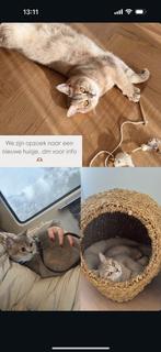 Britse korthaar beige, Kater, Gechipt, 0 tot 2 jaar