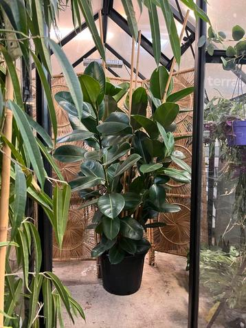Ficus Elastica Robusta XXL beschikbaar voor biedingen