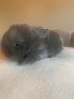 Baby konijntjes, Dieren en Toebehoren, Konijnen, Geslacht onbekend, Dwerg, Hangoor