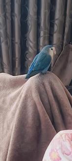 Gezocht dwergpapagaai man, Dieren en Toebehoren, Mannelijk, Parkiet