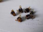 6 X HOMMEL BIJEN MOOI OPGEDROOGD, Ophalen of Verzenden, Mineraal
