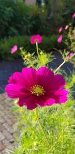 Zaden donkerroze Cosmos / Cosmea, Ophalen of Verzenden, Voorjaar, Volle zon, Zaad