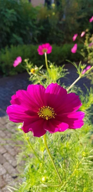 Zaden donkerroze Cosmos / Cosmea beschikbaar voor biedingen