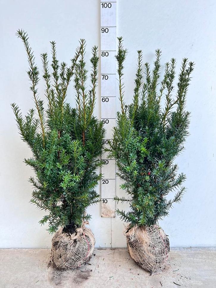 Taxus hicksii en hilli, Tuin en Terras, Planten | Struiken en Hagen, Taxus, Ophalen