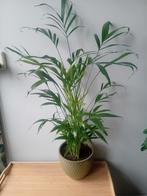 Palm kamerplant 80cm, Ophalen, Palm, Halfschaduw, In pot