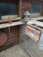 Gele postduif, Dieren en Toebehoren, Vogels | Duiven, Mannelijk, Postduif