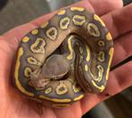Diverse nk25 ballpyhtons, Dieren en Toebehoren, Reptielen en Amfibieën, Slang, 0 tot 2 jaar