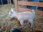Geitenbokje schimmel, Dieren en Toebehoren, Schapen, Geiten en Varkens, Mannelijk, Geit, 0 tot 2 jaar