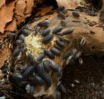 Porcellio Scaber (Wildkleur Mix), Dieren en Toebehoren, Insecten en Spinnen, Overige soorten